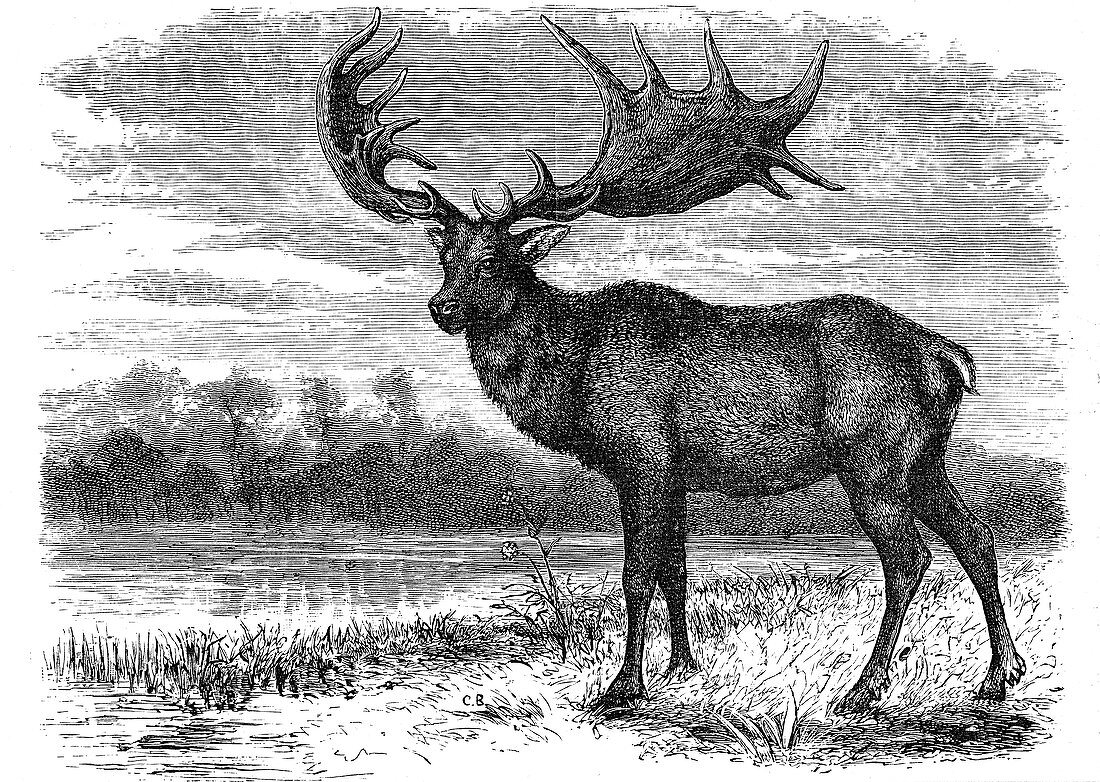 Reconstruction of the Irish elk, c1880