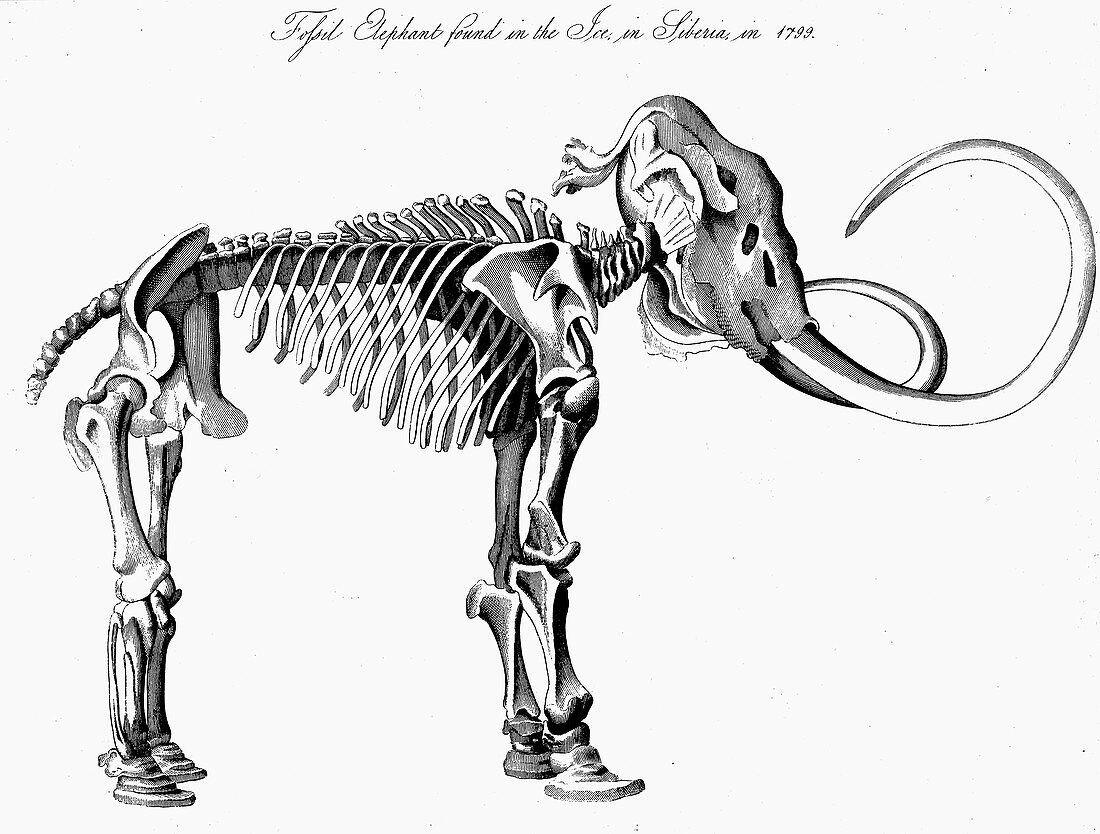 Woolly mammoth skeleton, 1830