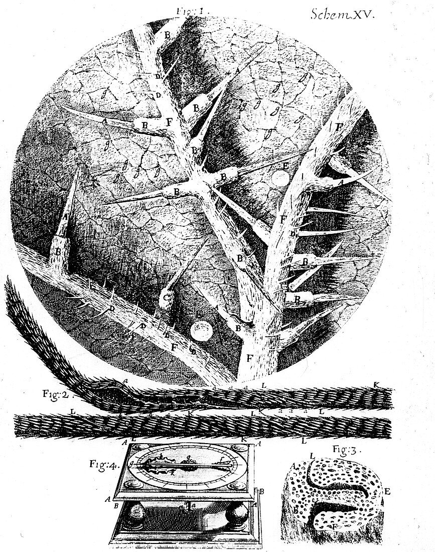 Robert Hooke's Micrographia, 1665