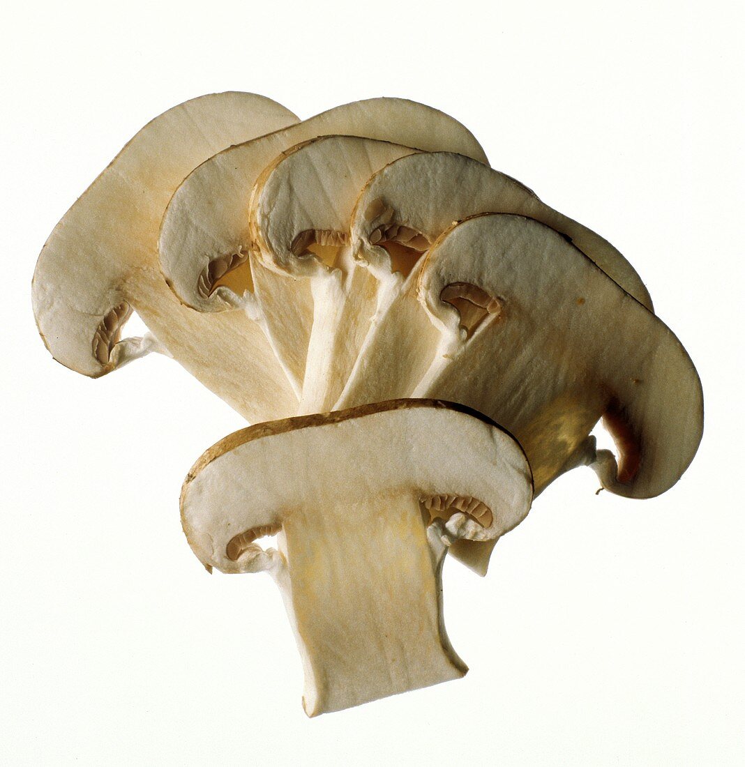 A Mushroom in Slices