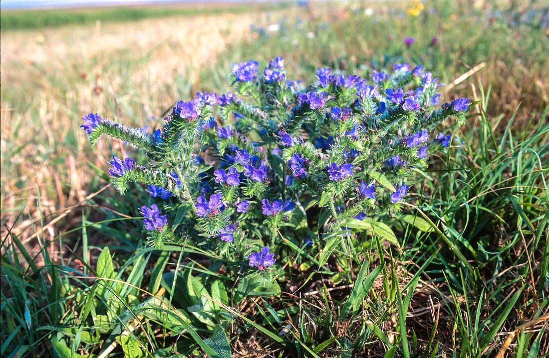 Flowering viper's bugloss