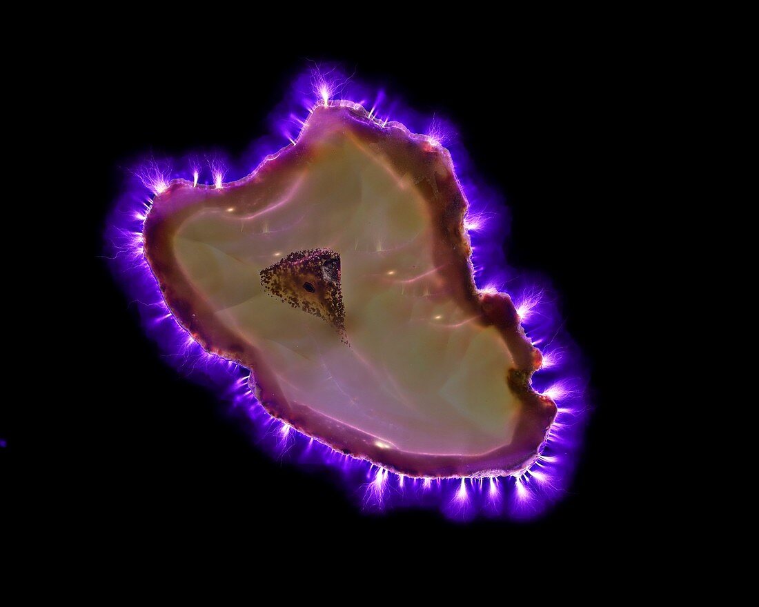 Agate geode slice, Kirlian photograph