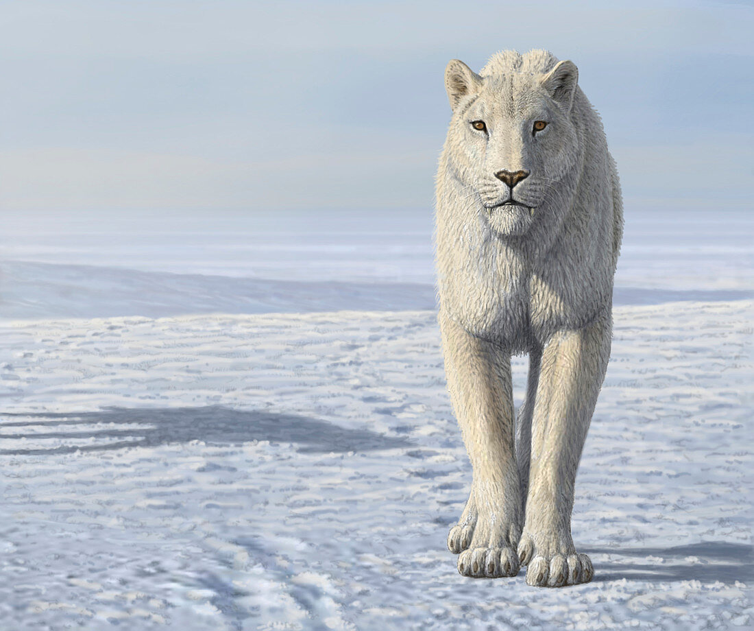 Homotherium sabretooth cat in the Arctic, illustration