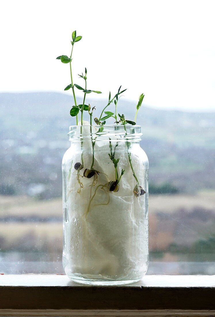 Sweet pea seedlings growing in a jar