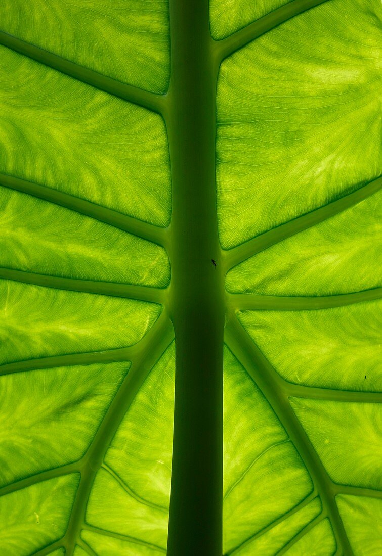 Tropical leaf