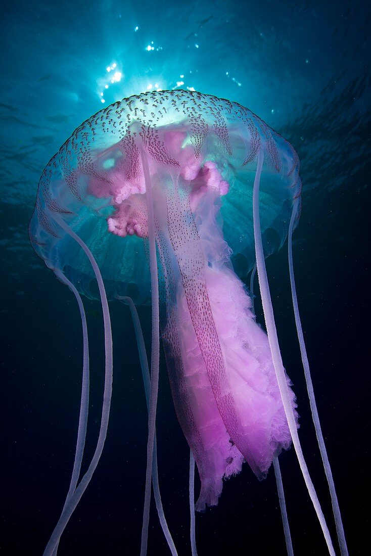 Mauve stinger jellyfish
