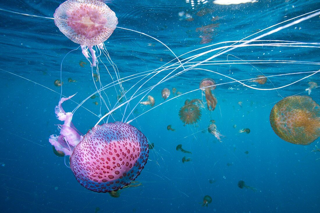 Mauve stinger jellyfish