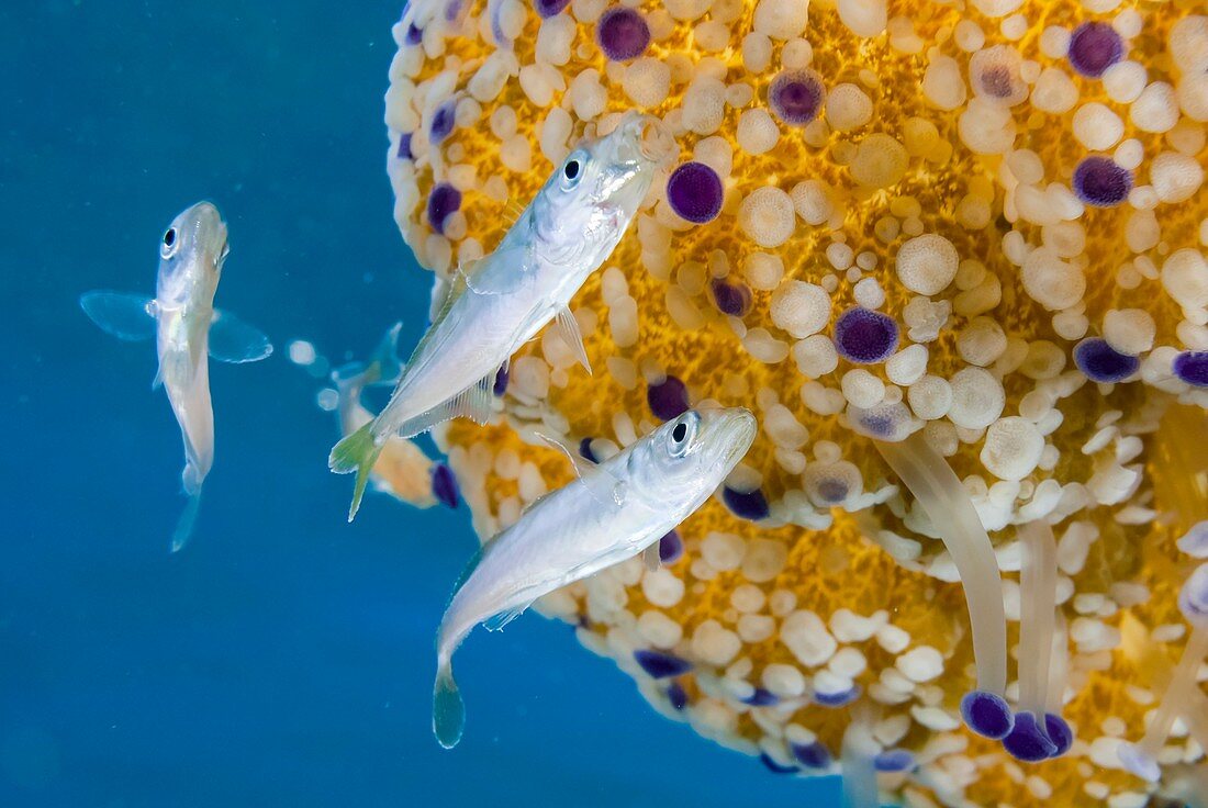 Fish and Mediterranean jellyfish