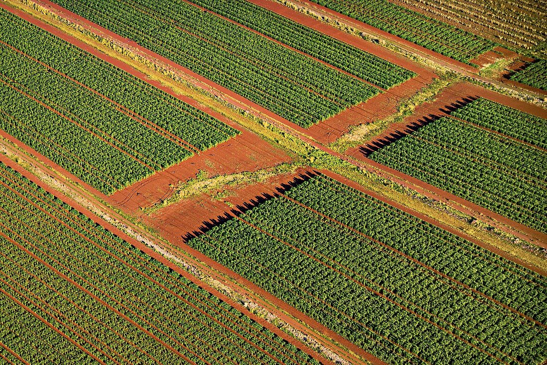 Fields of genetically modified crops, Hawaii