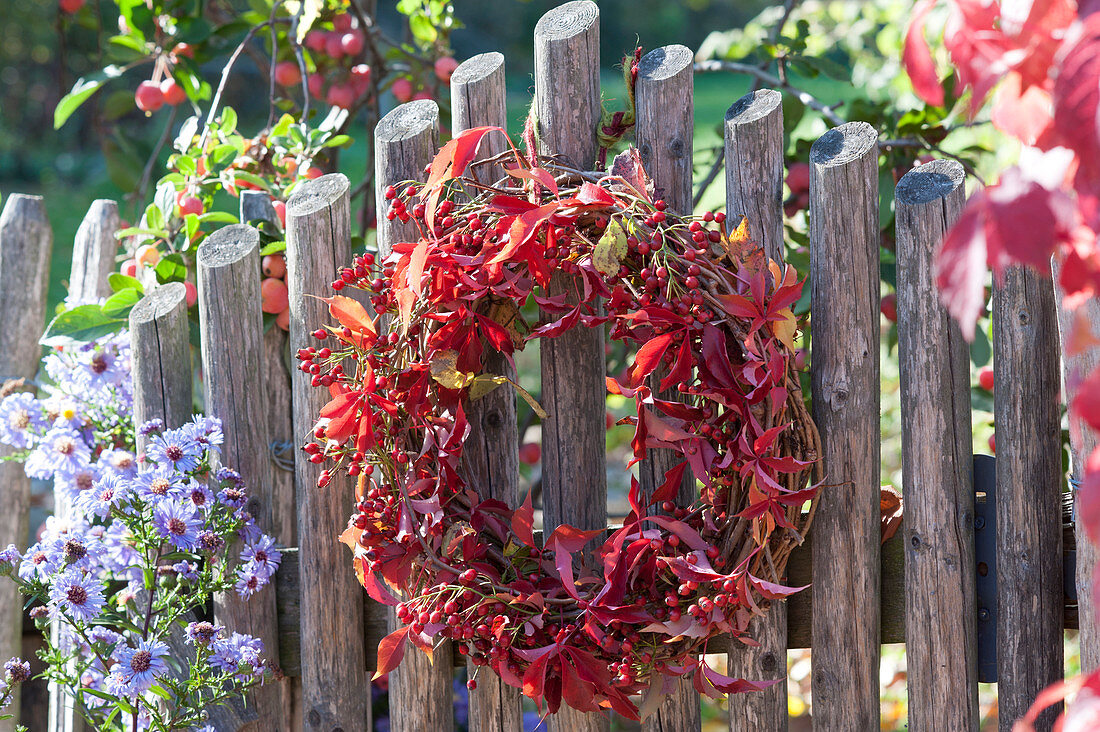 Herbstkranz mit Hagebutten und wildem Wein am Zaun