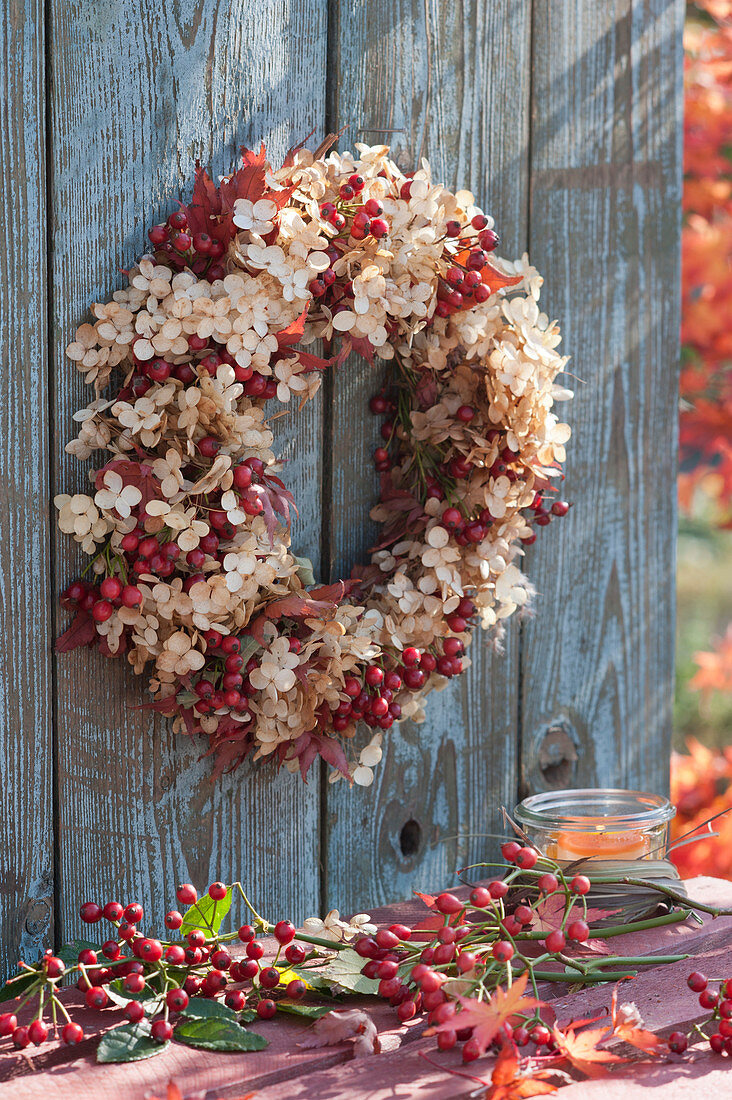 Autumn wreath of hydrangea flowers and rose hips