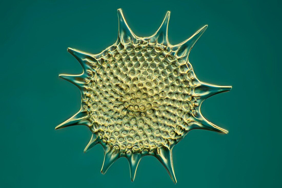 Radiolarian protozoan, light micrograph