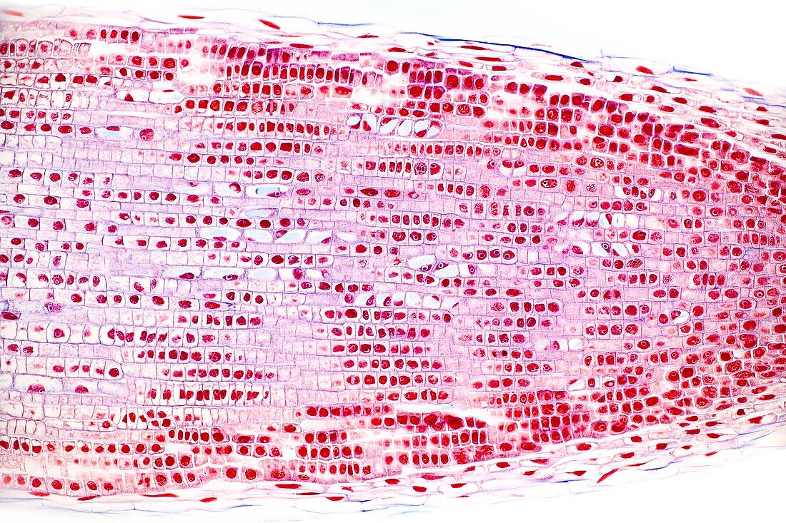 Hyacinth root, light micrograph