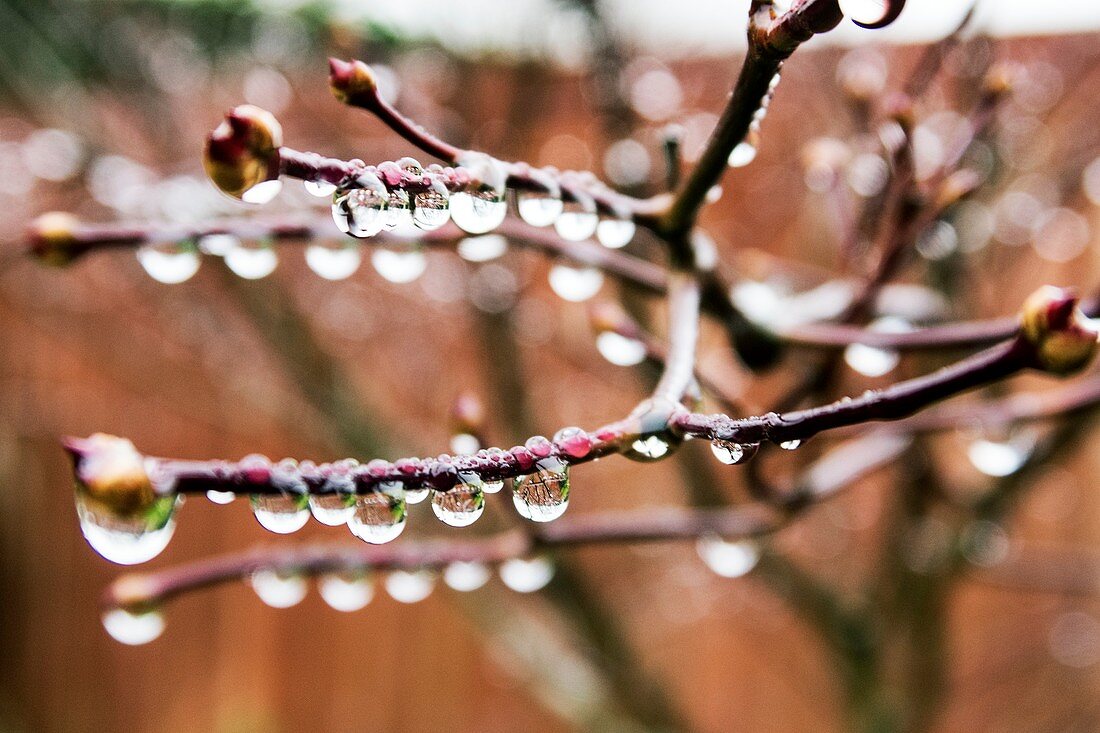 Rain droplets on a branch