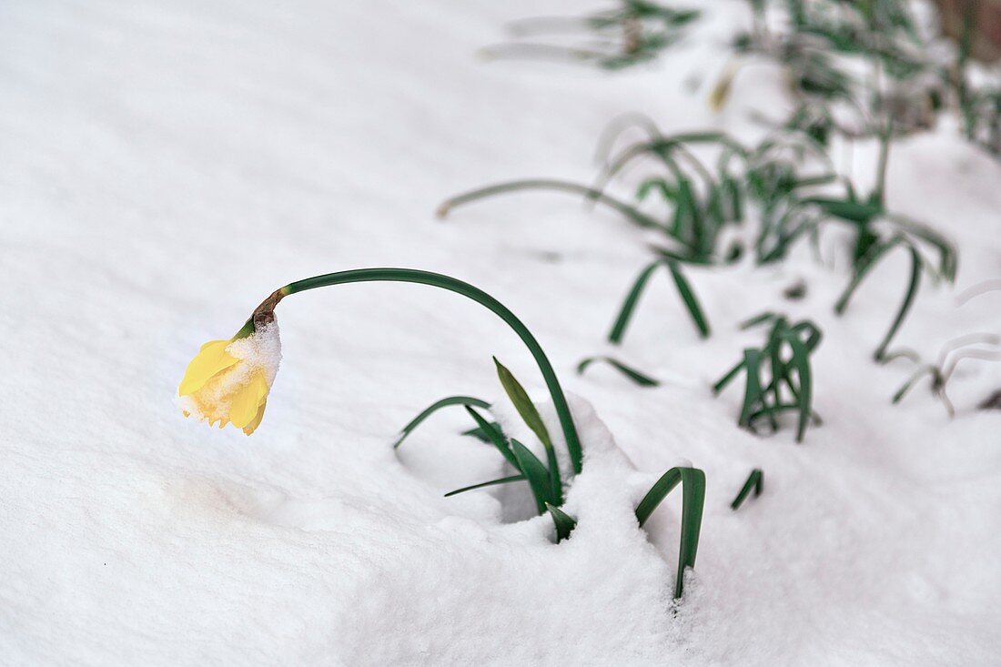 Spring daffodils in snow