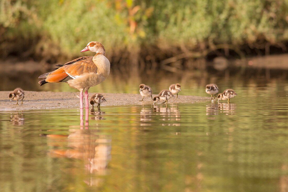 Egyptian goose