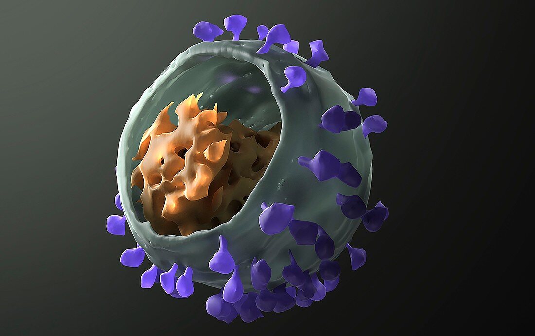 Simian immunodeficiency virus, 3D model