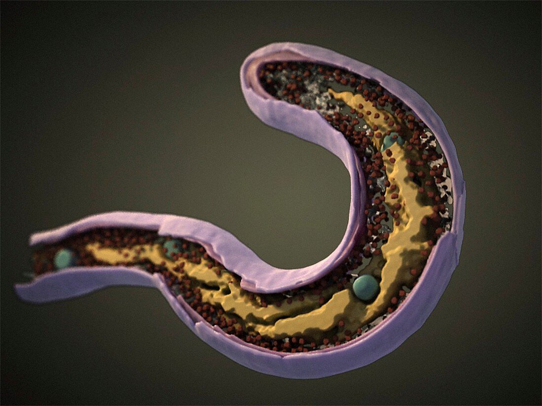 Bdellovibrio bacteriovorus, 3D model
