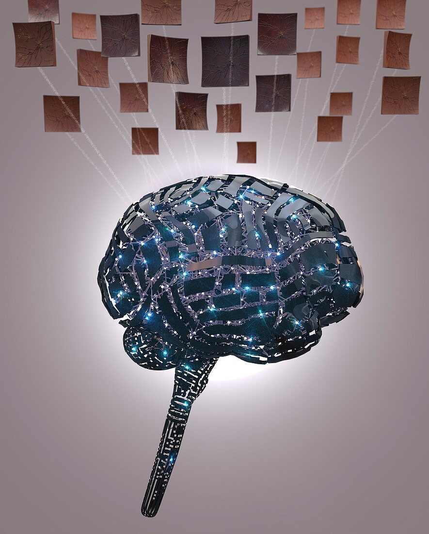 Digital human brain and neurons, illustration