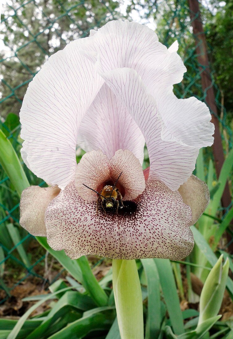 Iris lorteti with night-sheltering bee pollinator