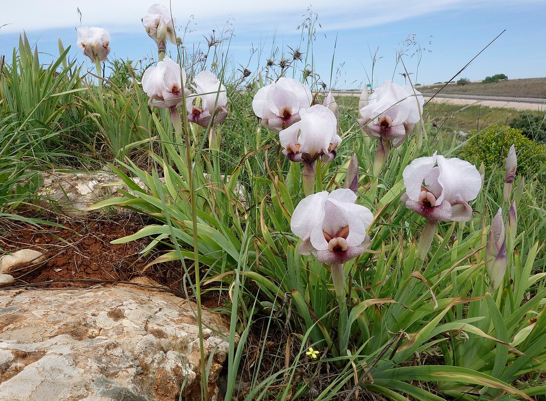 Iris lorteti, wild population