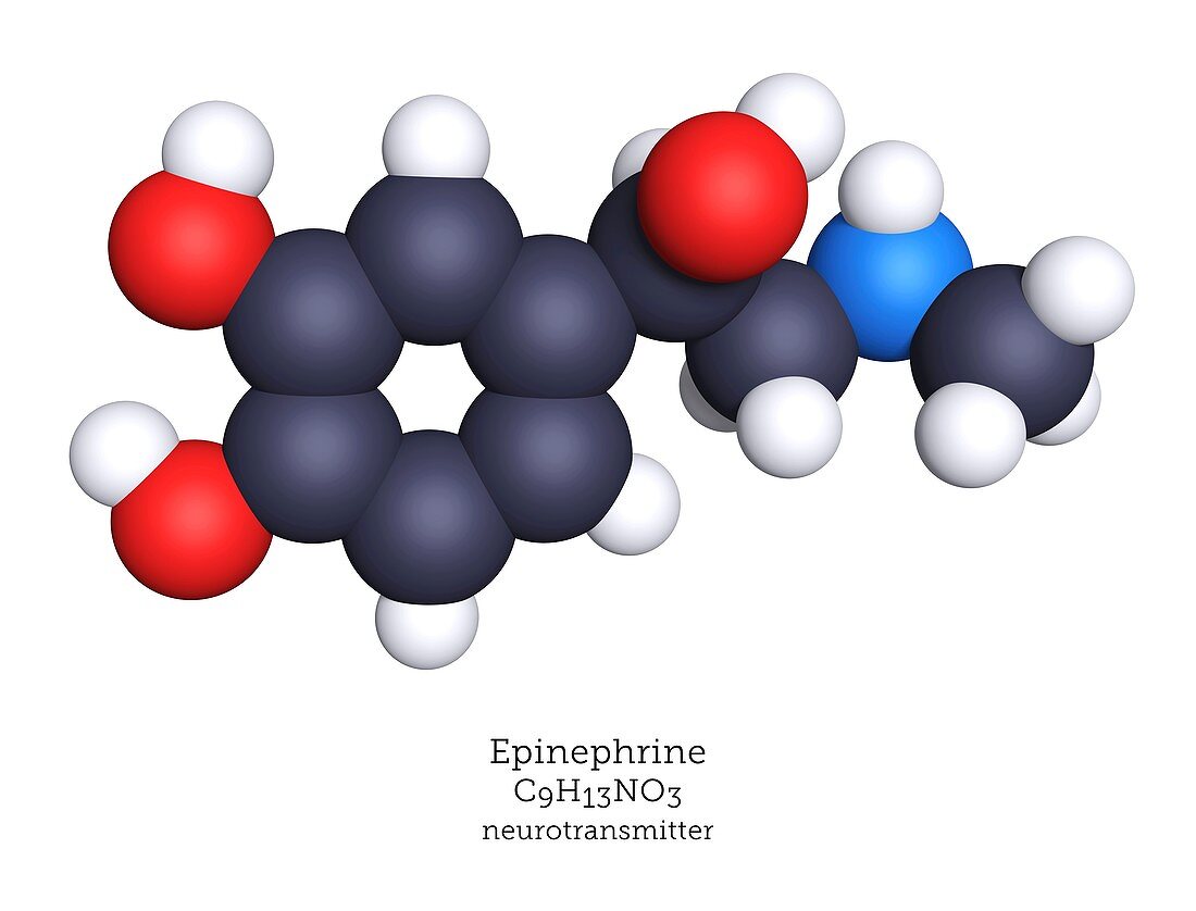Epinephrine hormone, molecular model