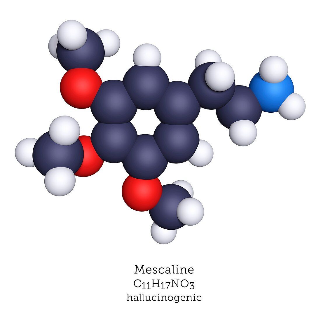 Mescaline, molecular model