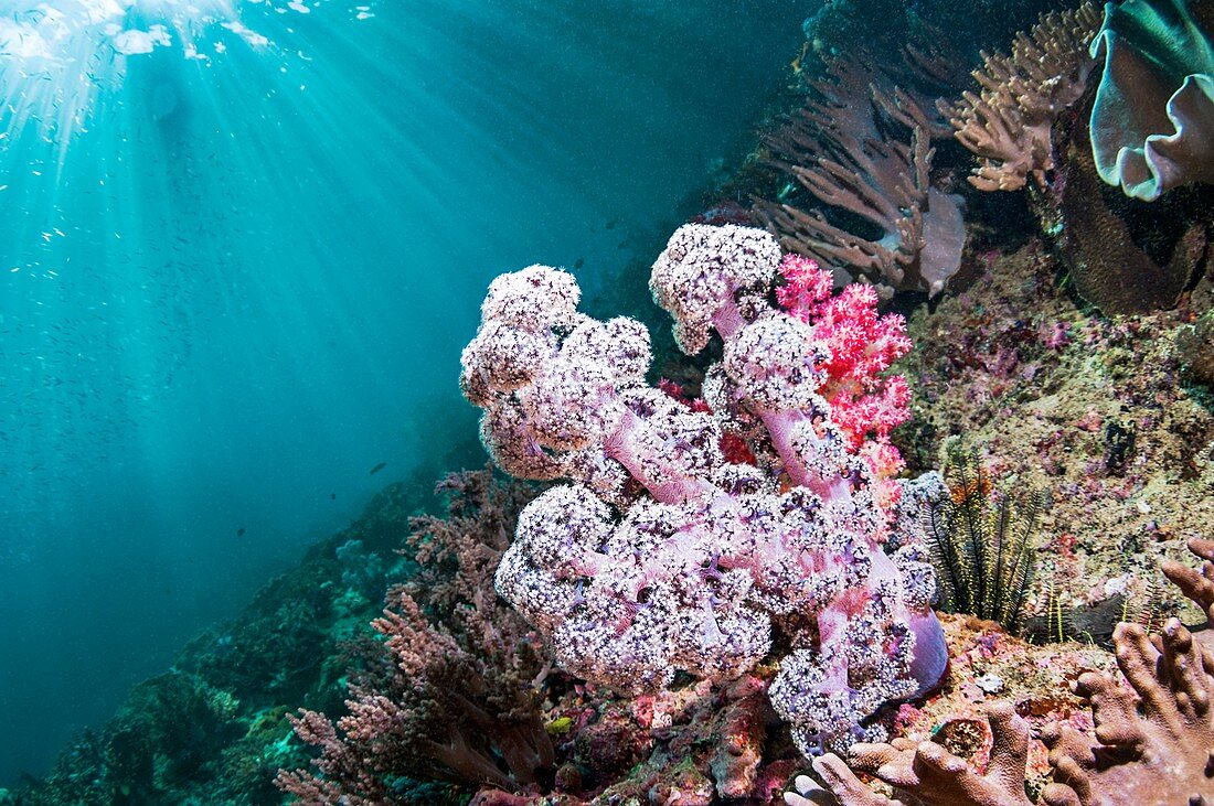 Dendronephthya soft corals