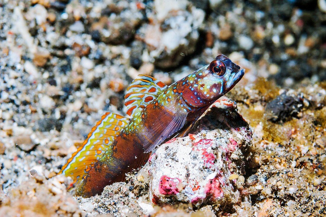 Widebarred shrimp goby