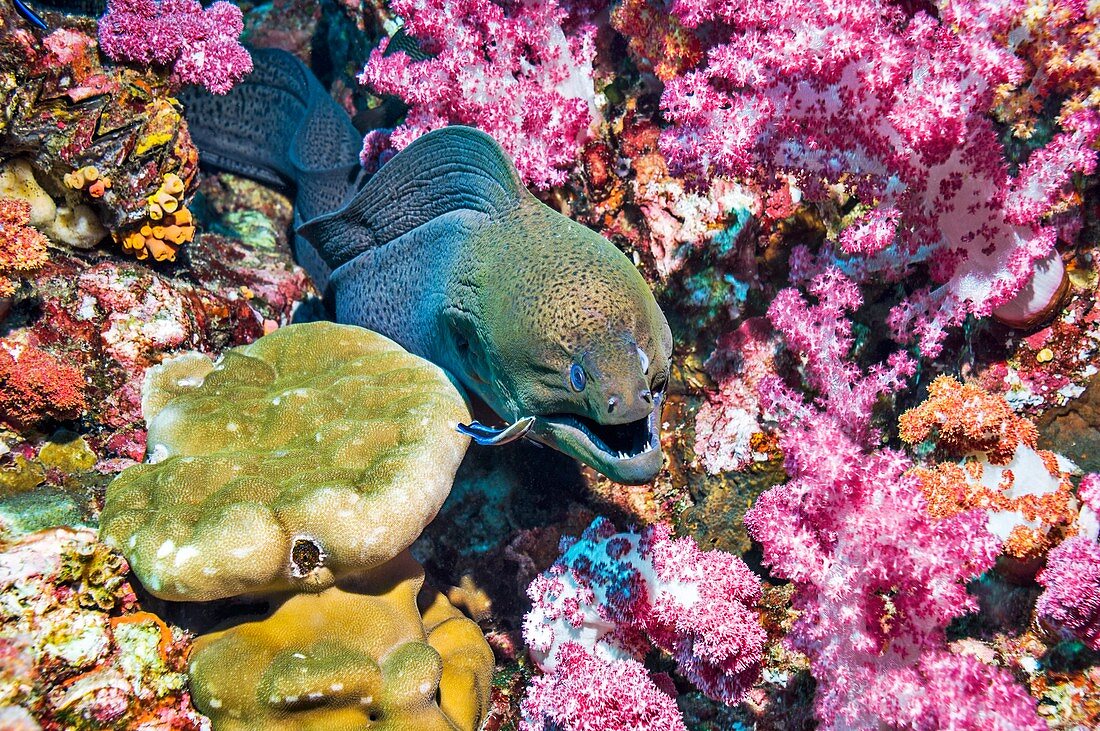 Giany moray being cleaned by a wrasse