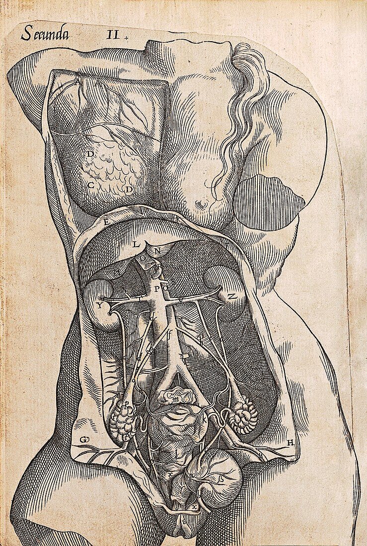 Childbirth anatomy illustration, 16th century