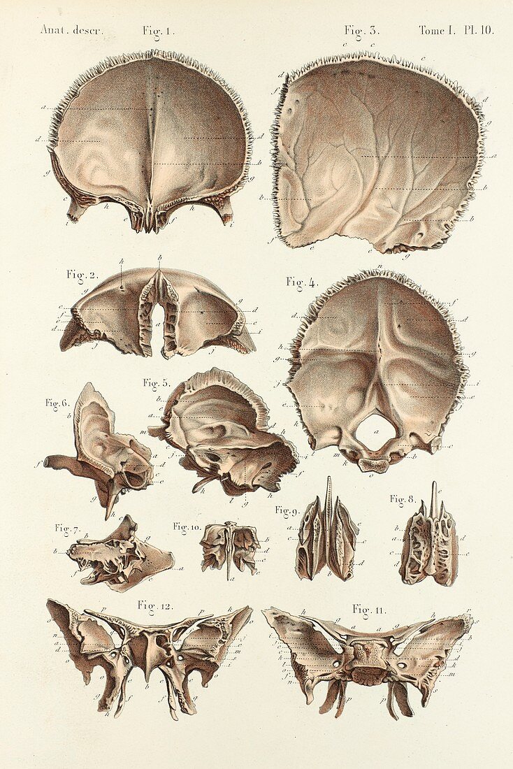 Skull bones anatomy, 1866 illustrations