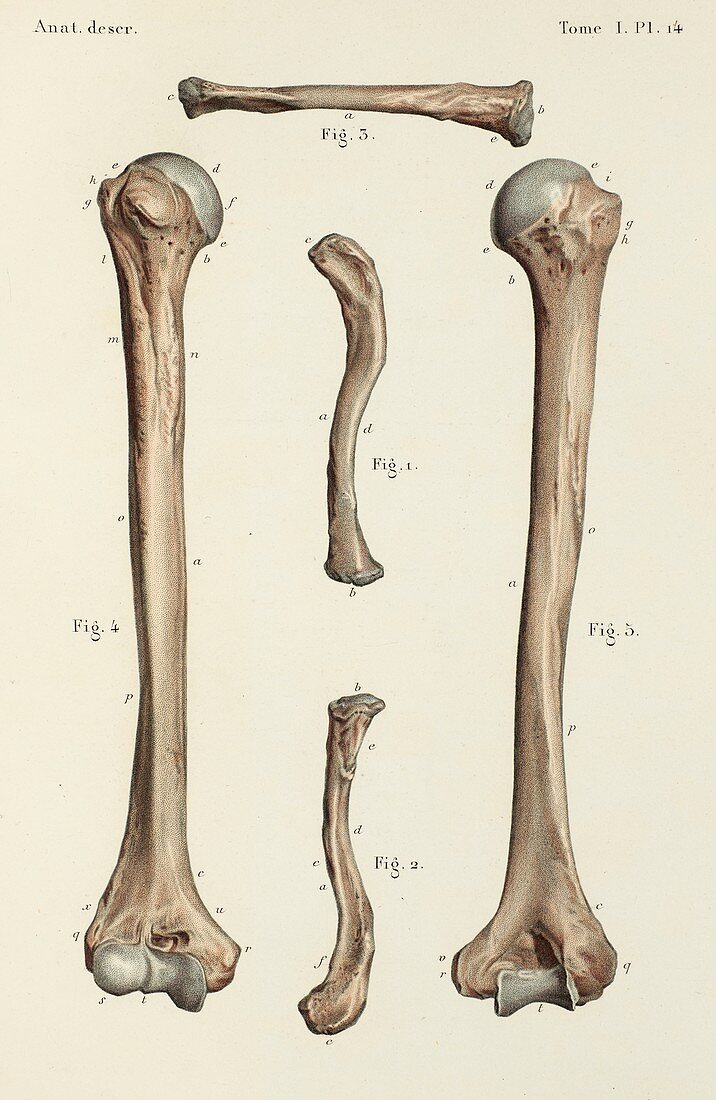 Clavicle and humerus bones, 1866 illustrations