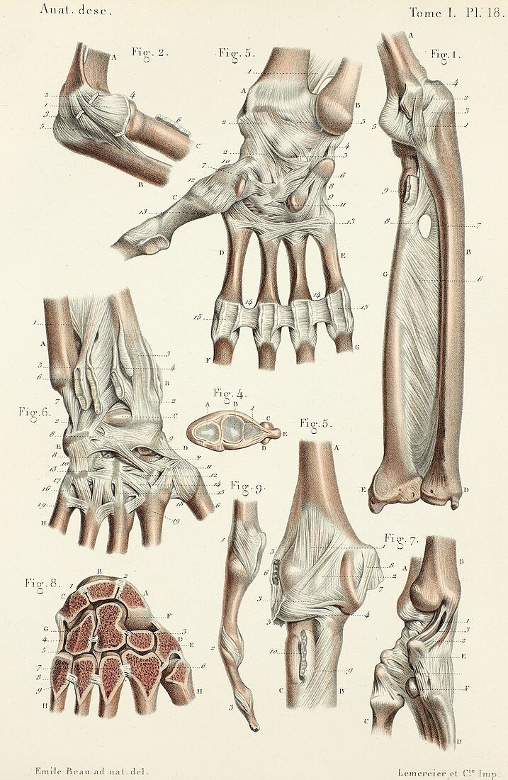 Elbow and wrist anatomy, 1866 illustrations