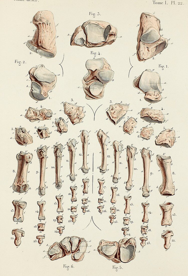 Foot bones, 1866 illustrations