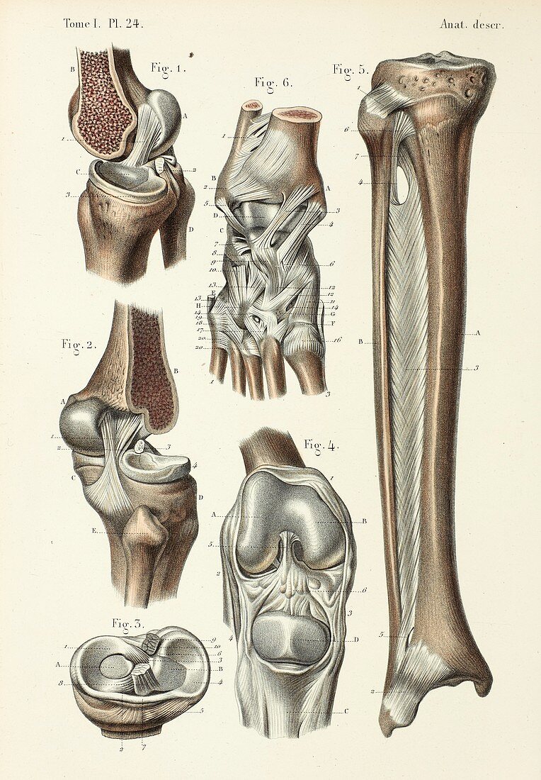 Knee, lower leg and ankle anatomy, 1866 illustrations