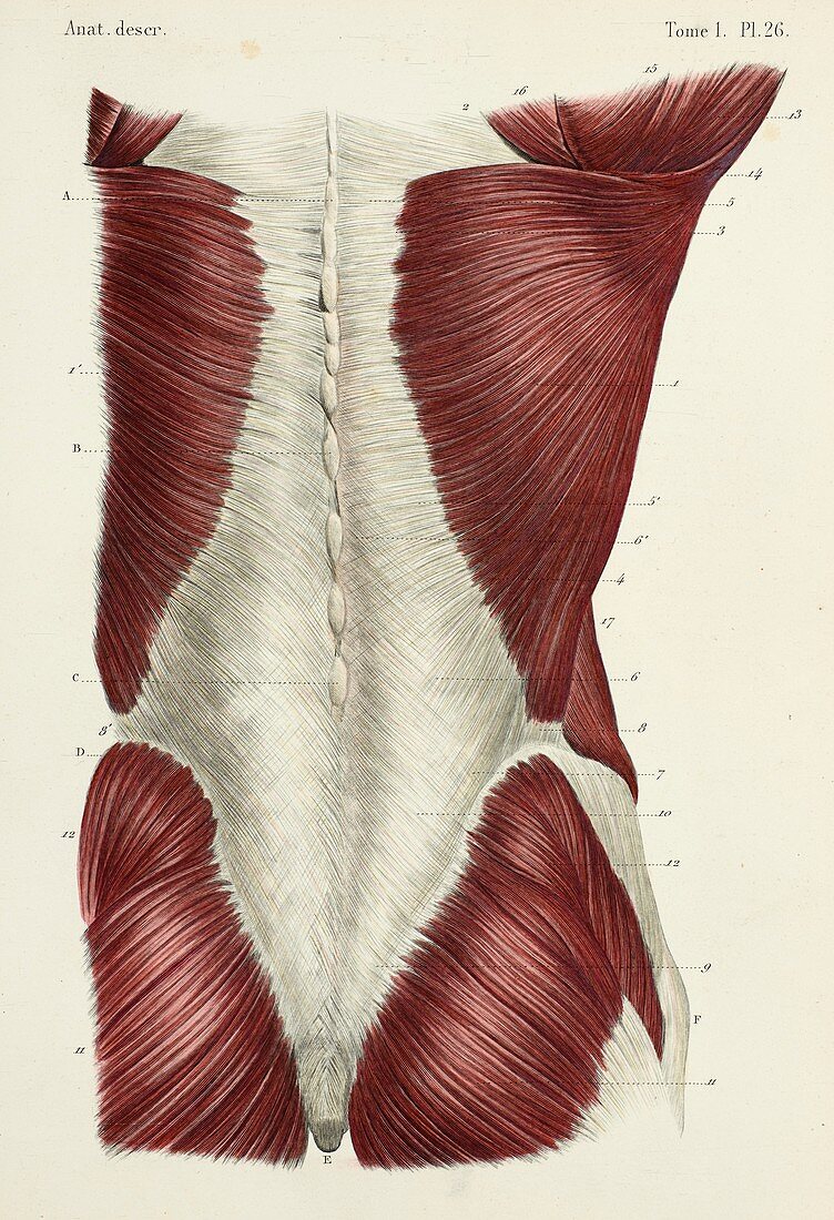 Back and buttock muscles, 1866 illustration