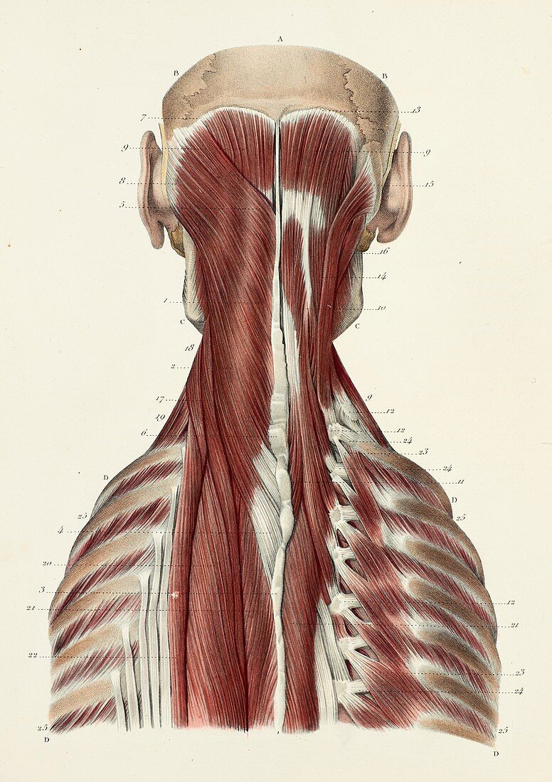Third layer of back and neck muscles, 1866 illustration