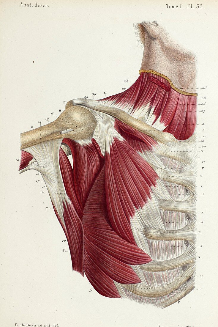Second layer of chest-shoulder muscles, 1866 illustration