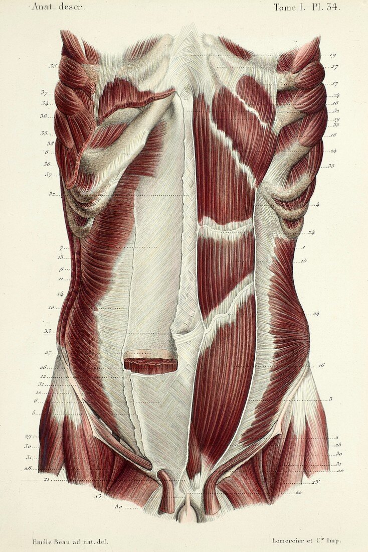 Second layer of abdominal muscles, 1866 illustration