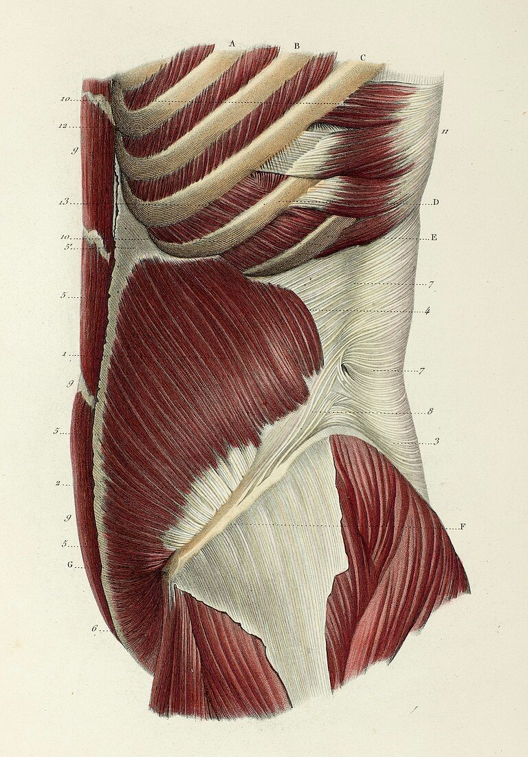 Second layer of lateral abdominal muscles, 1866 illustration