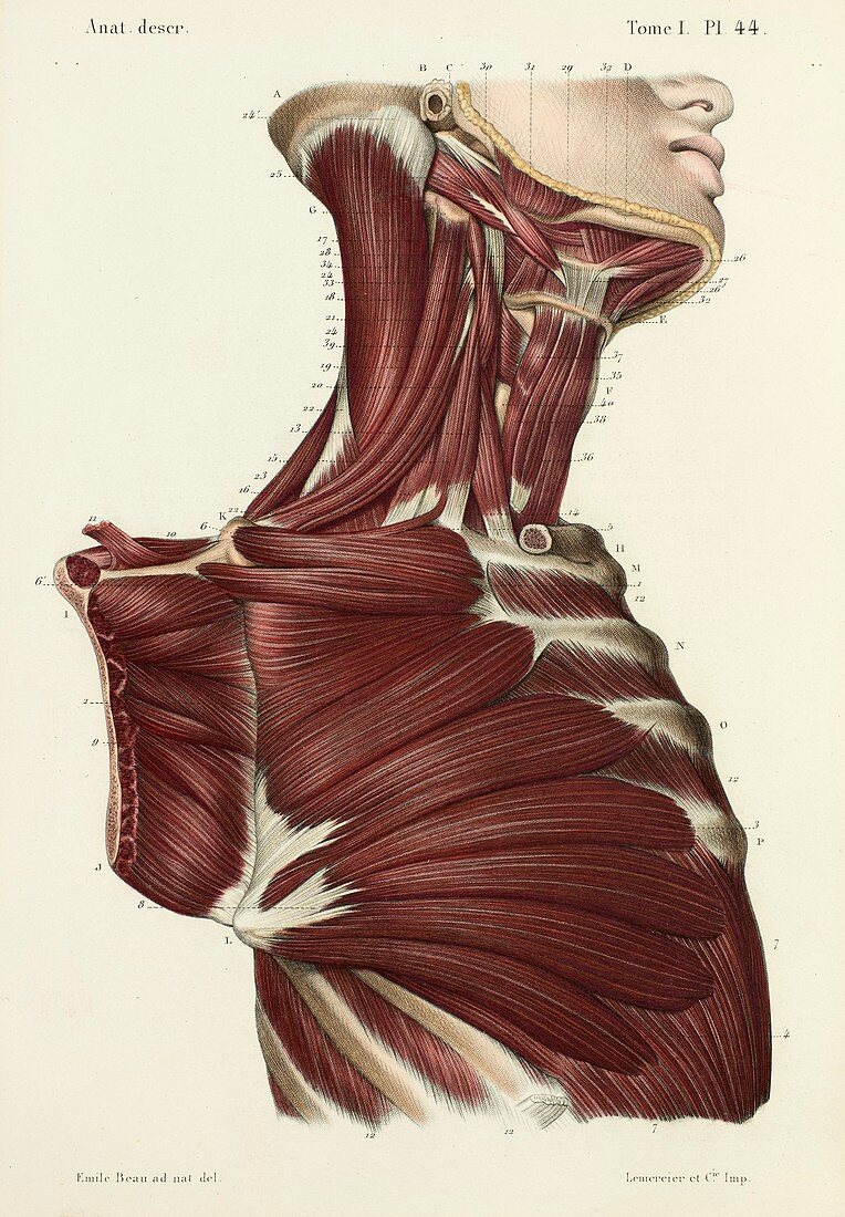 Second layer of neck and chest muscles, 1866 illustration