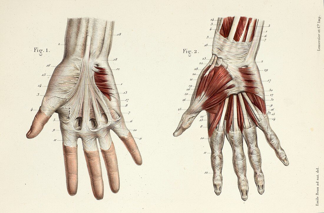 First two layers of hand muscles, 1866 illustrations