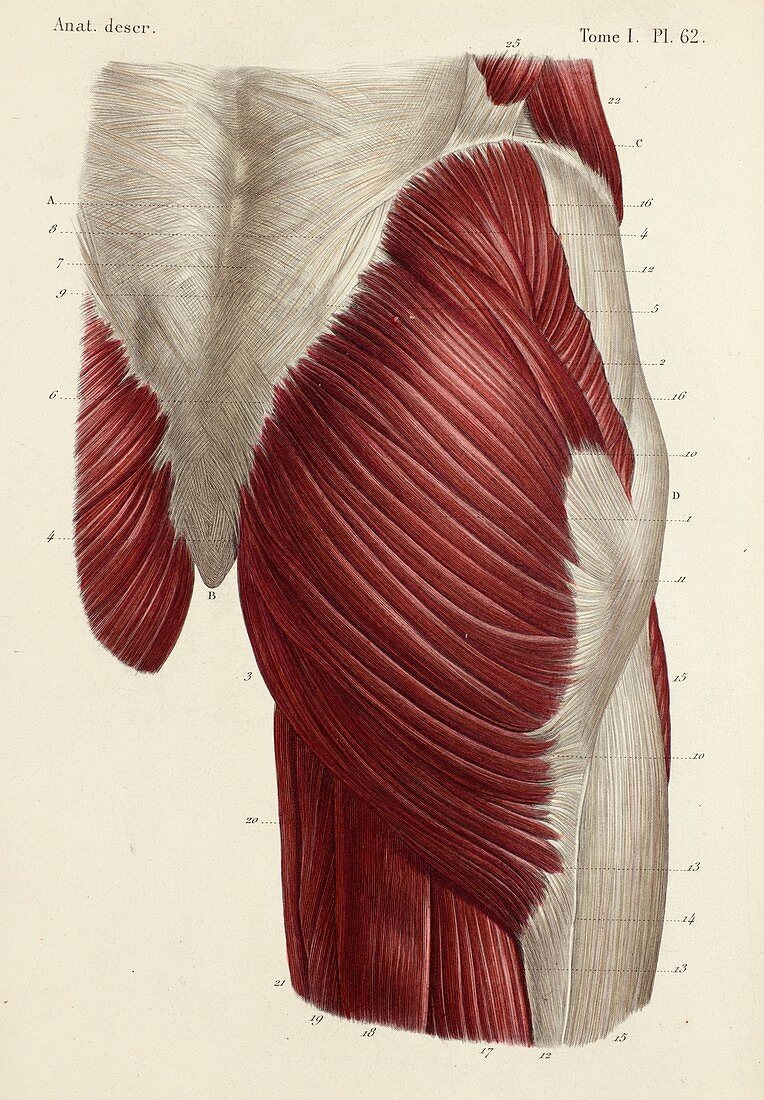 Buttock muscles, 1866 illustration