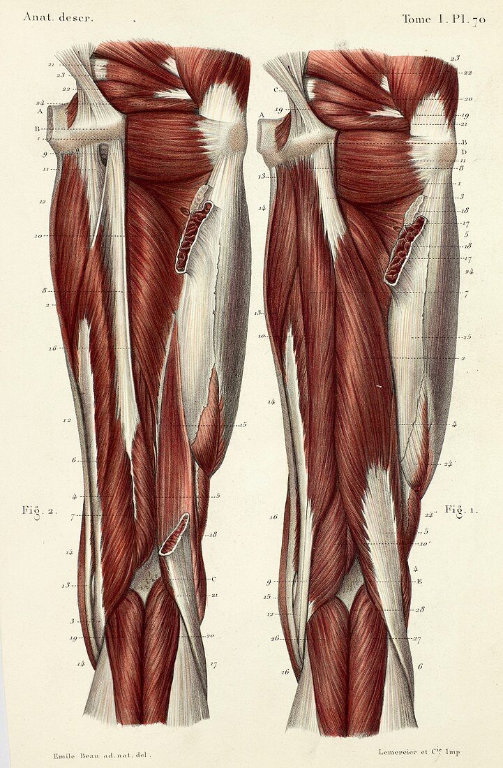 Rear thigh muscles, 1866 illustrations