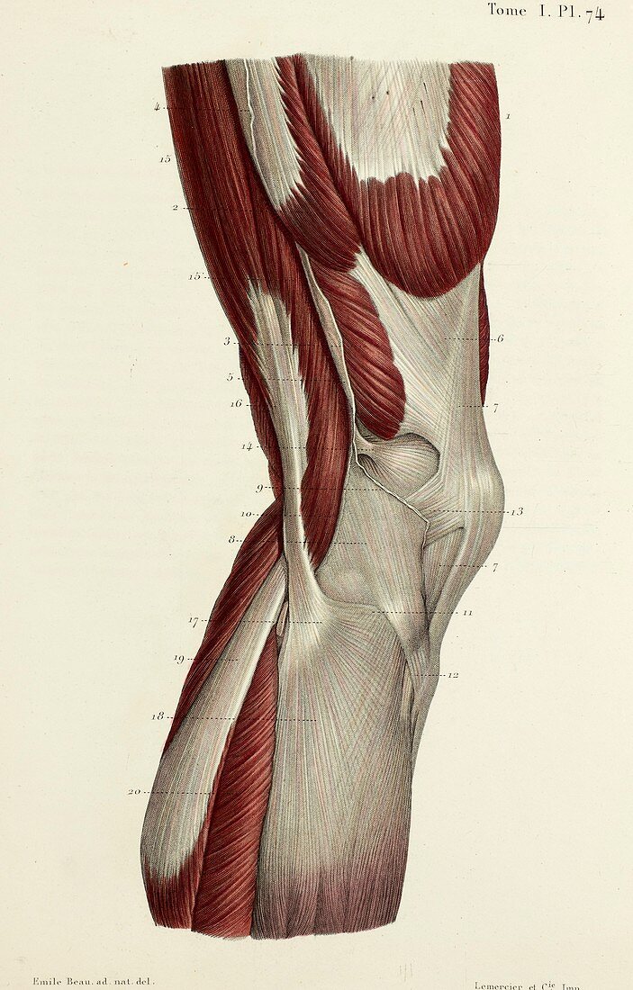Knee muscles, 1866 illustration