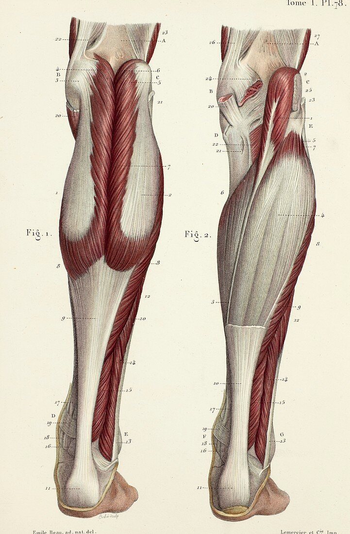 Rear lower leg muscles, 1866 illustrations
