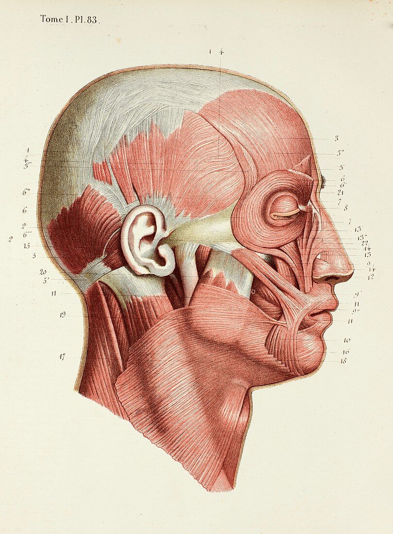 Face muscles, 1866 illustration