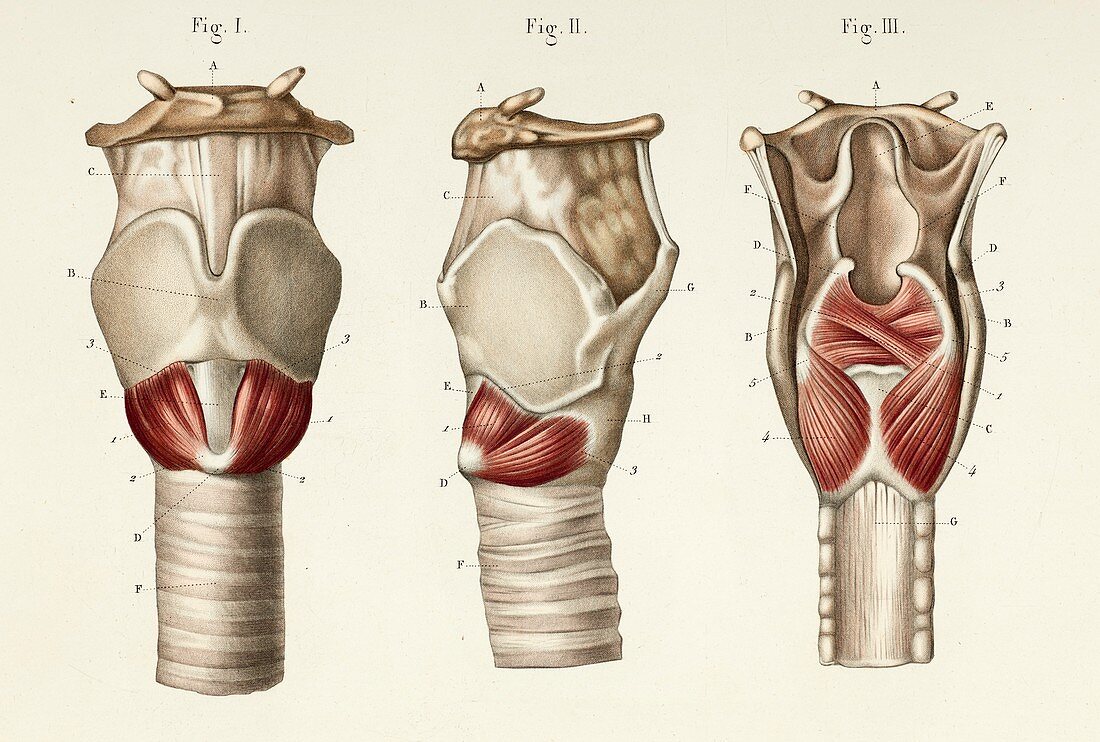 Muscles of the larynx, 1866 illustrations