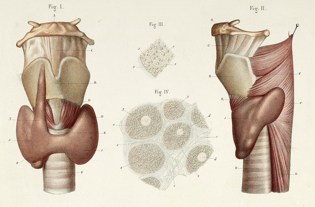 Thyroid gland anatomy, 1866 illustrations